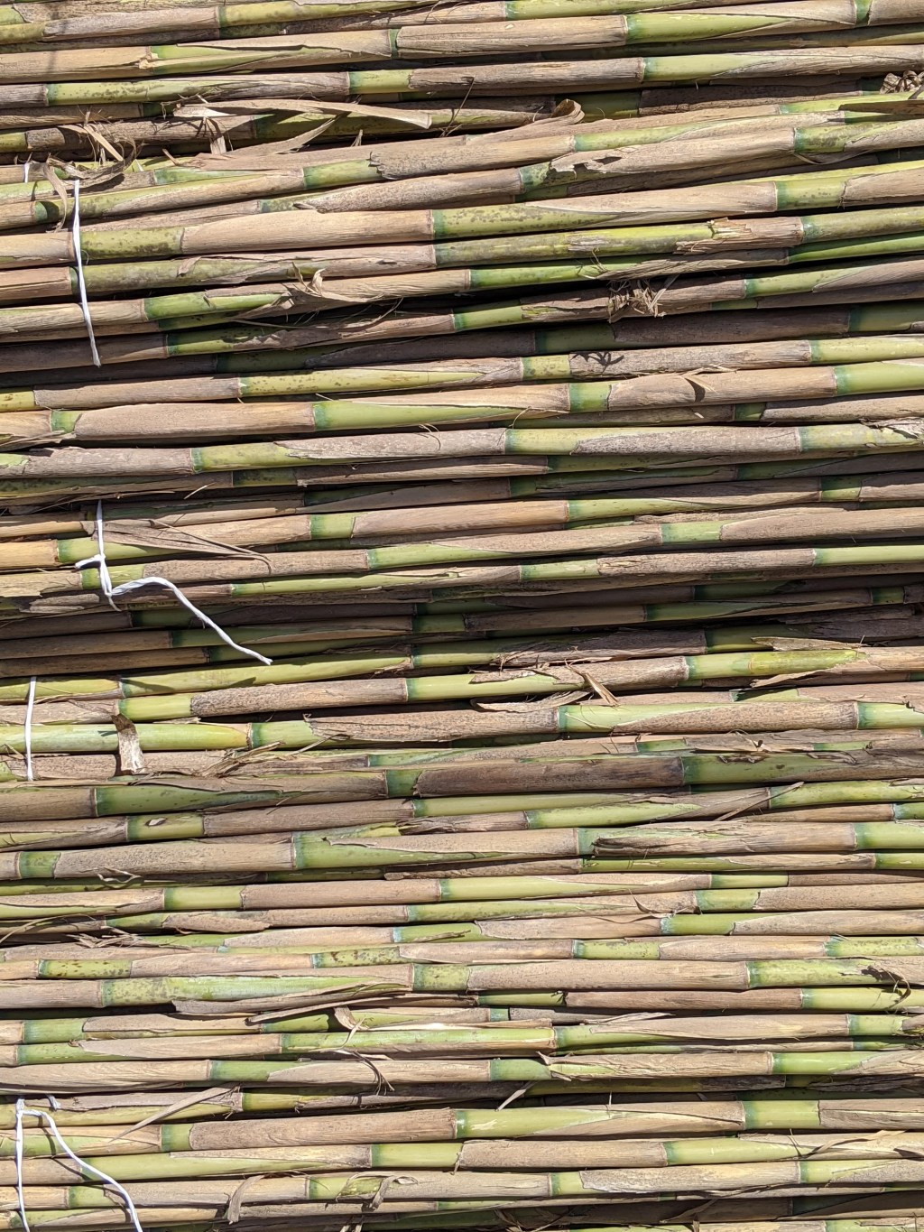 ¡Tenemos carrizo a la&nbsp;venta!